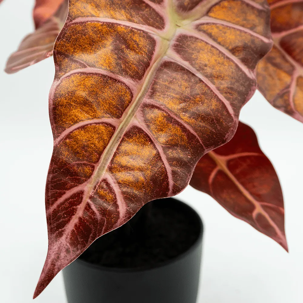 Alocasia Burdeos