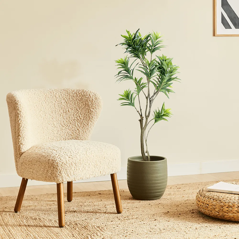 Dracena imperial